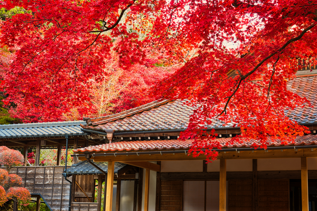 玉龍寺紅葉2
