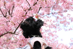 愛犬と河津桜　①