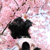 愛犬と河津桜　①