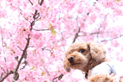 愛犬と河津桜　②