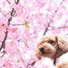 愛犬と河津桜　②