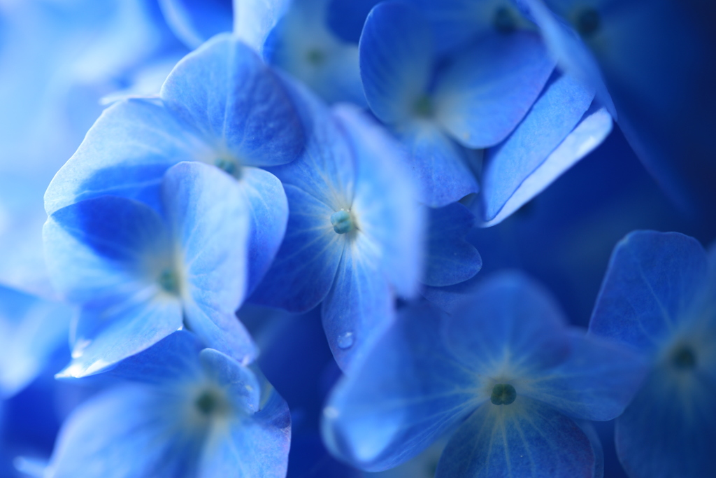 2021　紫陽花　③