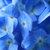 2021　紫陽花　③