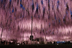 IMG_3113 足利ラワーパーク