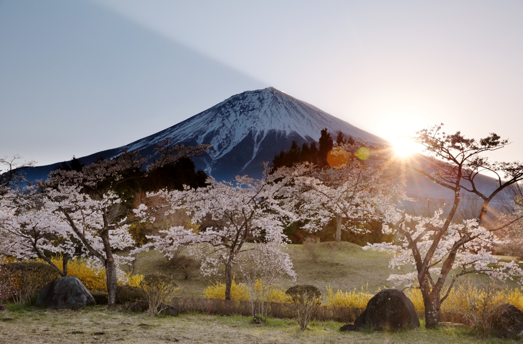 075A3455 富士桜自然公園