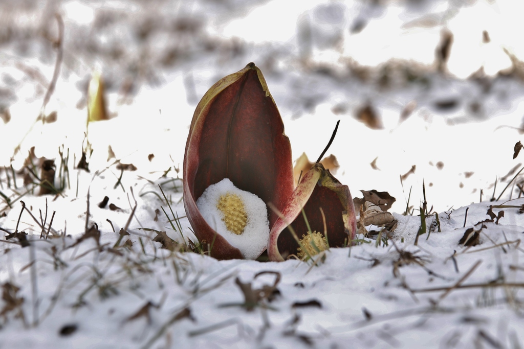 EOS 70D_0611ザゼン草