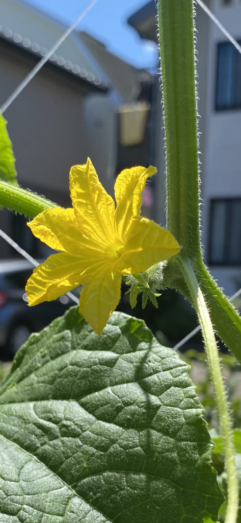 野菜の花①