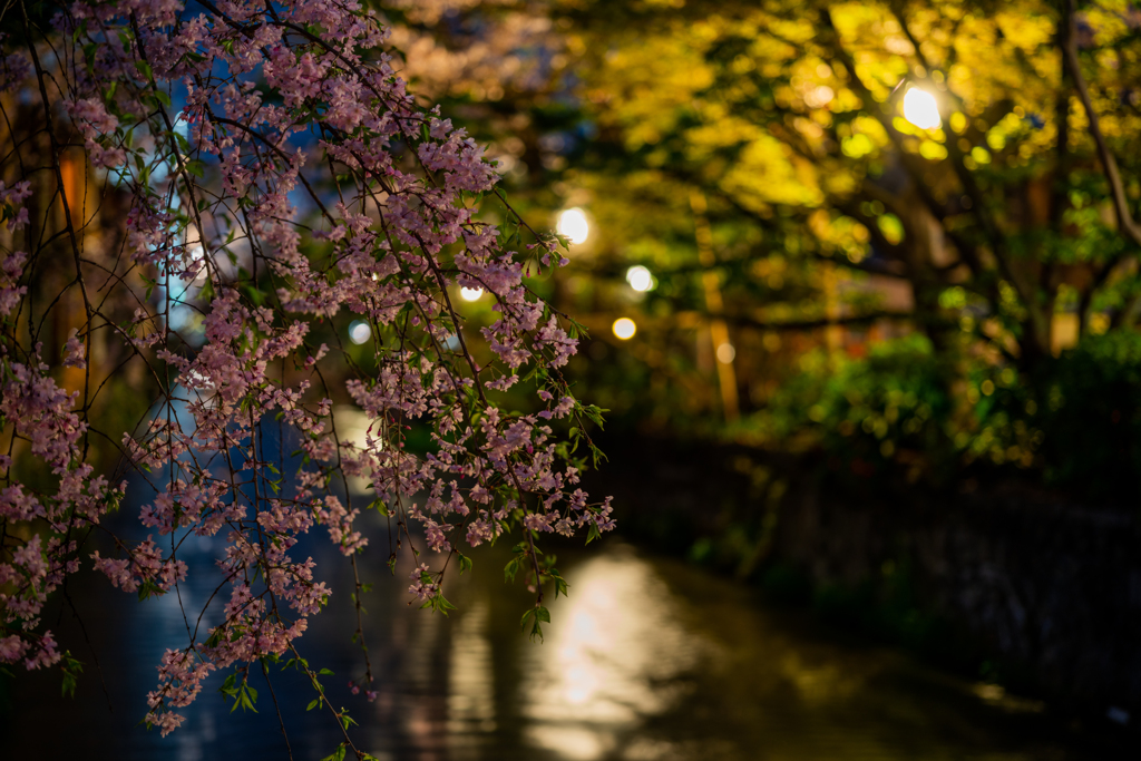 祇園 白川筋の夜桜1