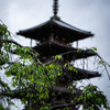 雨と木と五重の塔と