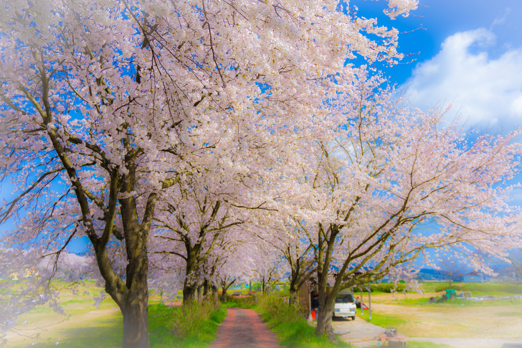 とある田舎の桜並木