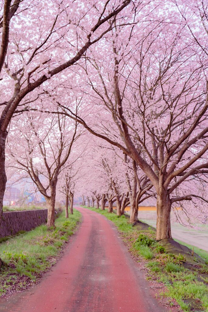 桜のトンネル1