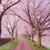 桜のトンネル1