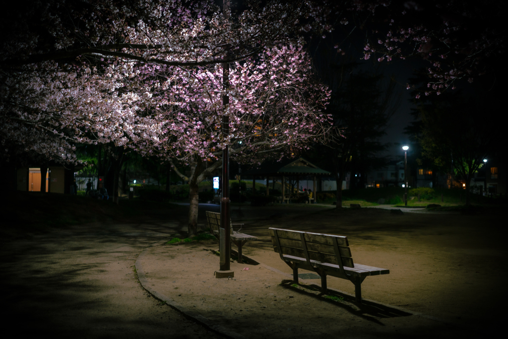 桜とベンチと