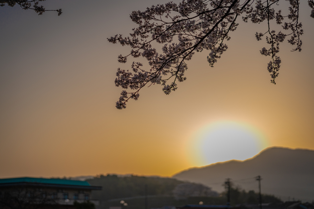 朝焼けと桜