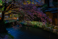 祇園 白川筋の夜桜2