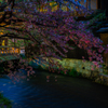 祇園 白川筋の夜桜2
