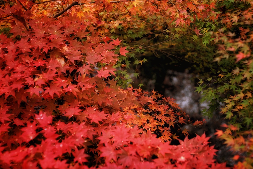 晩秋の京都にて2