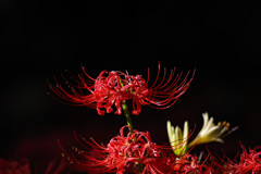 妖艶な曼珠沙華