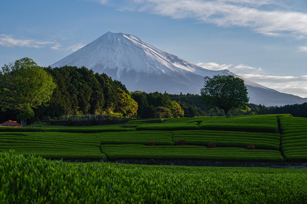 夏も近づく八十八夜