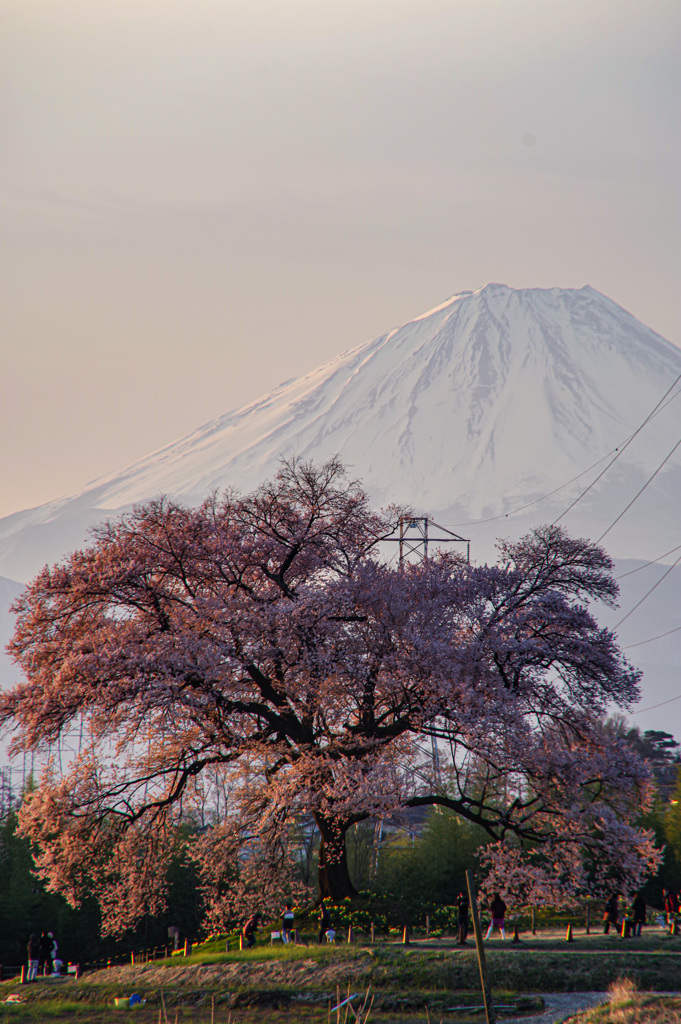 日本の桜