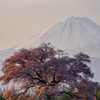 日本の桜