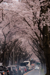 桜回廊