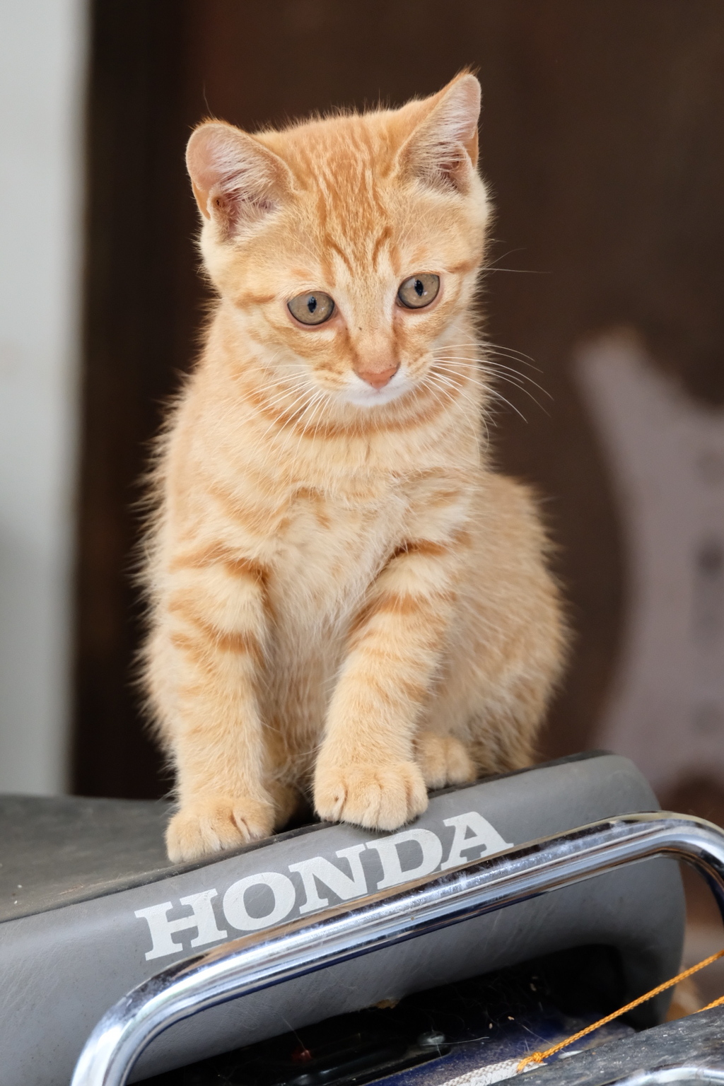 こねこ