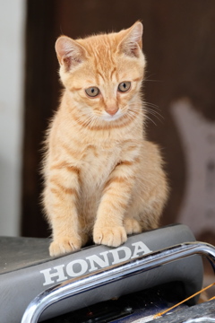 こねこ