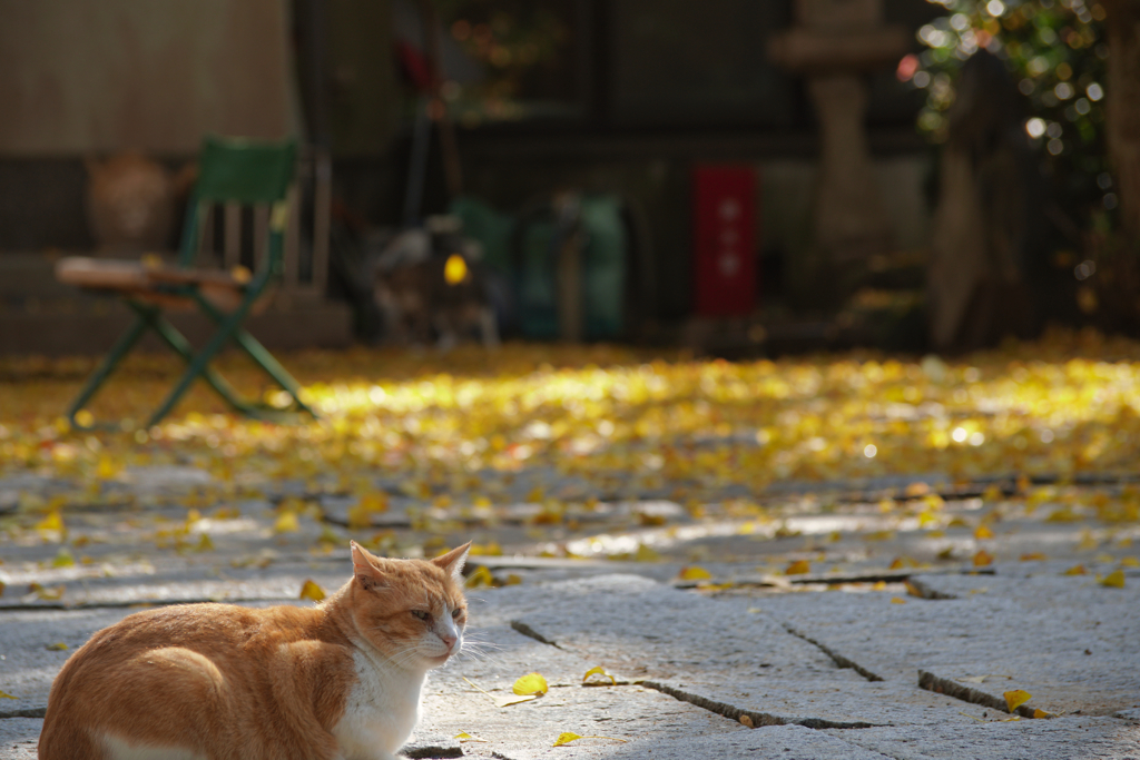 猫にイチョウ