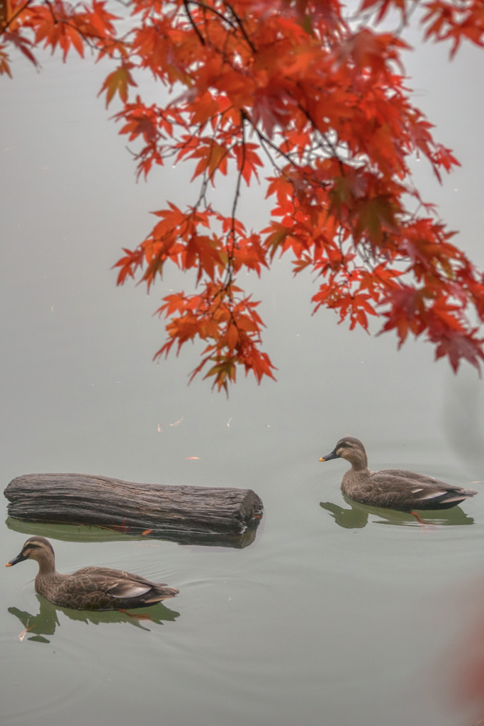 霧紅葉