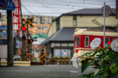 通勤経路　～朝顔に迎えられて～