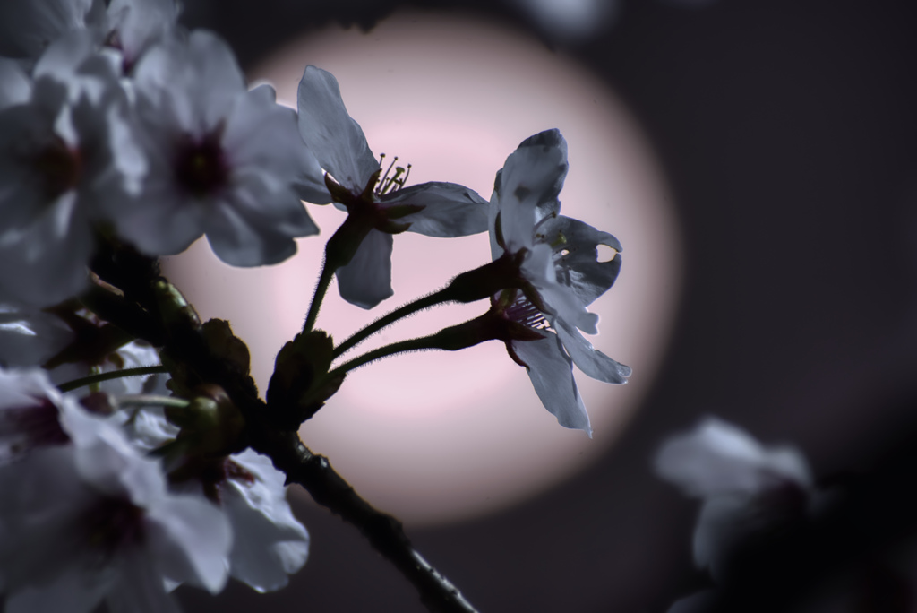 桜～ Night～
