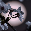 桜～ Night～