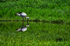 水辺のコウノトリ