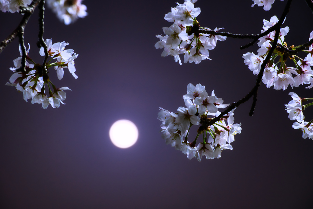 Full moon ＆ Cherry blossoms