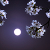 Full moon ＆ Cherry blossoms