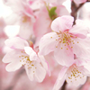 河津桜