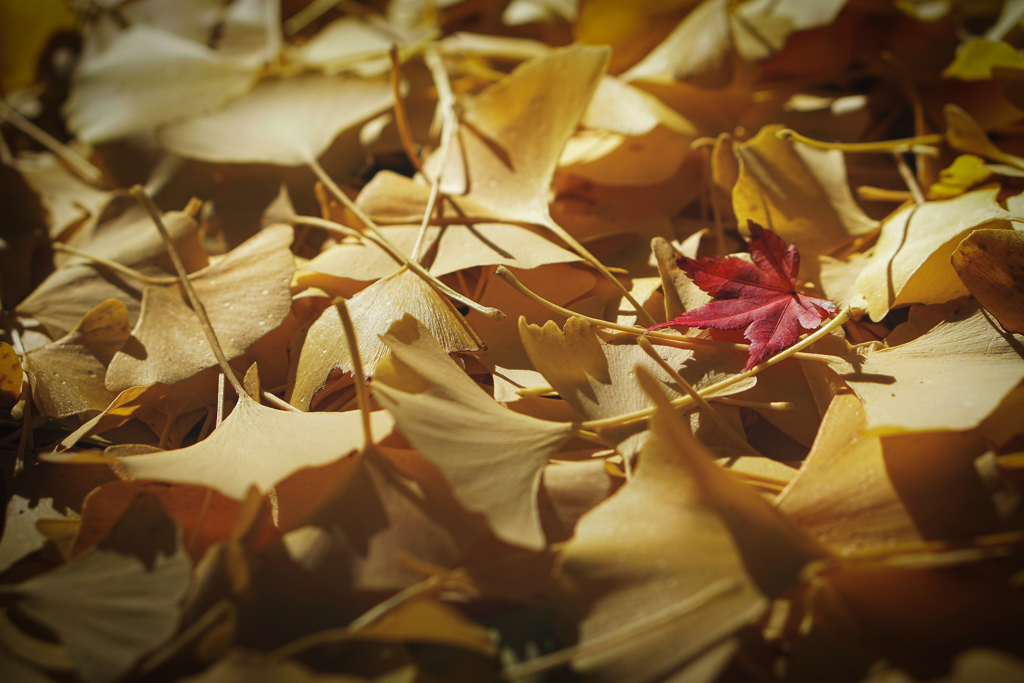 紅一点