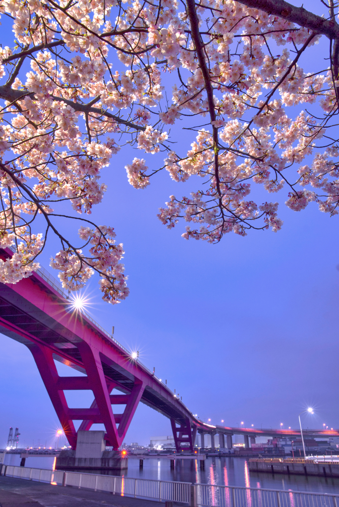 河津桜withハーバーウェイ