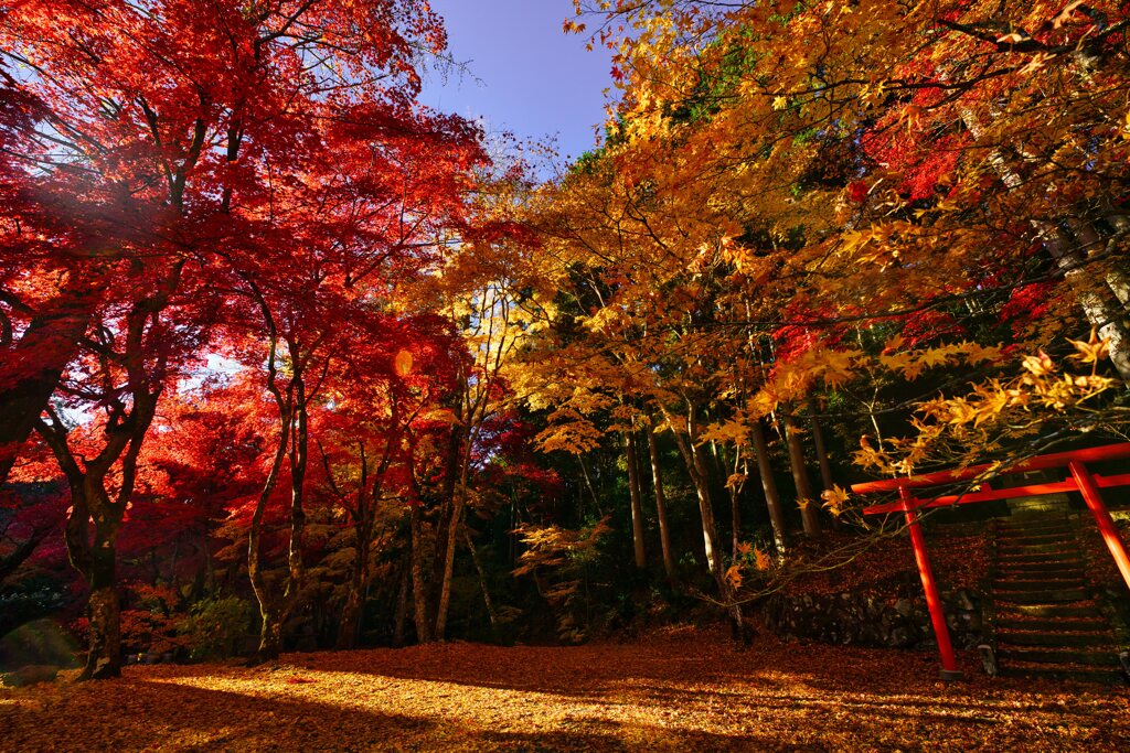 洞光寺の紅葉
