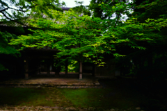 6月の丹波高源寺２