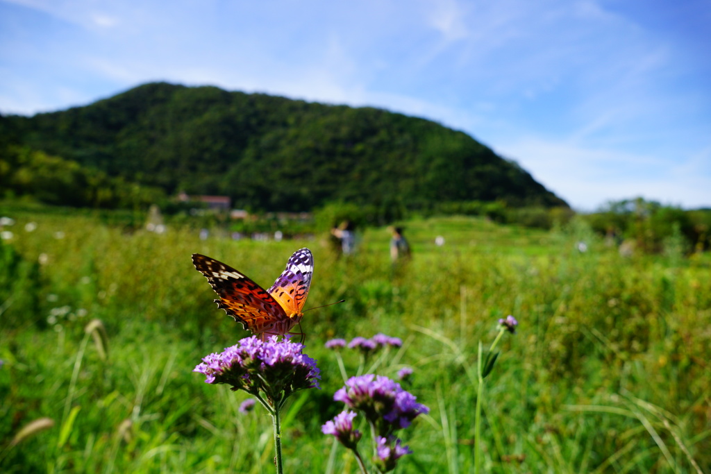 ツマグロヒョウモン