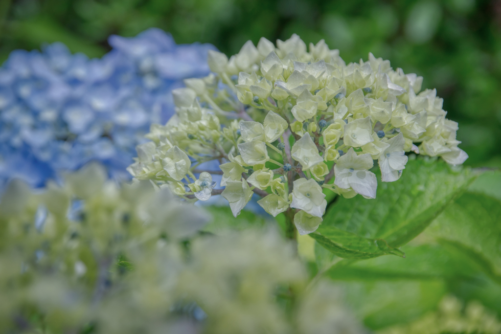 紫陽花が咲く頃に...