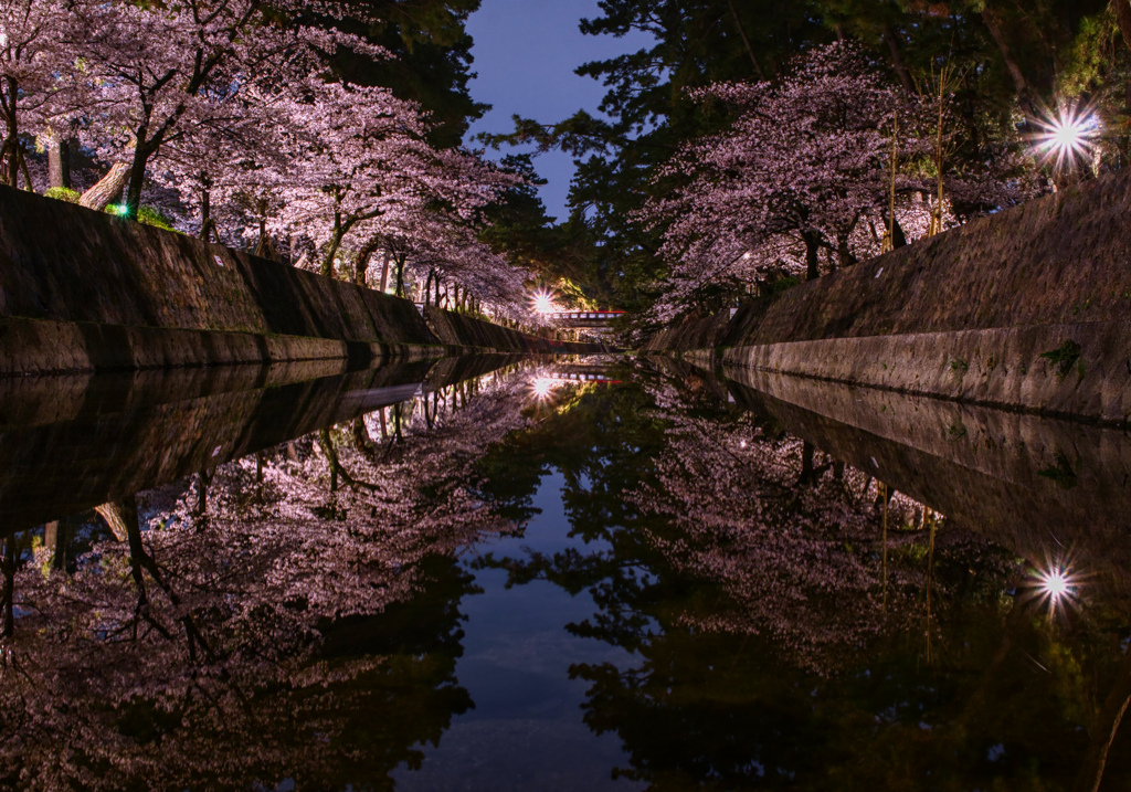 桜リフレクション