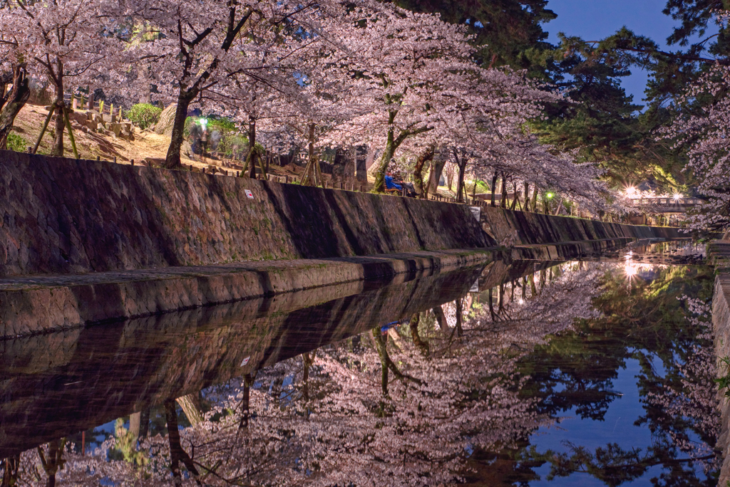 夜の桜並木