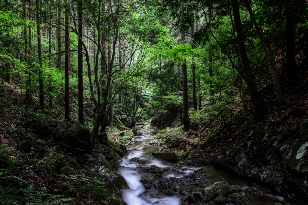 そうだ、森林浴行こう