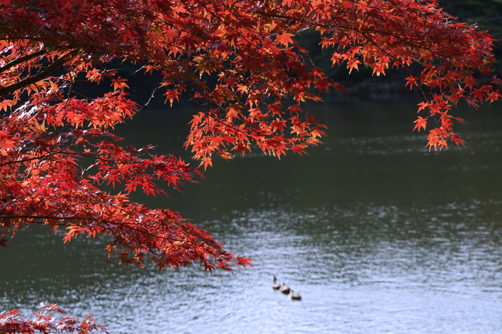 今年初の紅葉