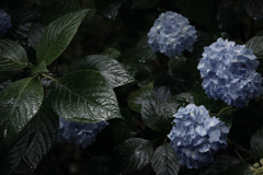 雨中の紫陽花