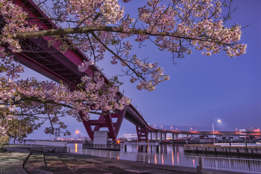 Cherry Blossoms　＆　bridge