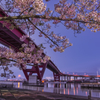 Cherry Blossoms　＆　bridge